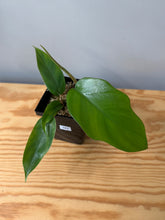 Load image into Gallery viewer, 101. Philodendron Mayoi (juvenile)