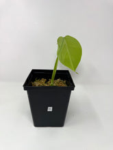 Load image into Gallery viewer, Monstera Deliciosa Aurea Variegated H