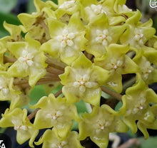 Load image into Gallery viewer, Hoya Lambii