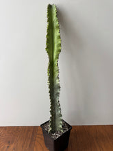 Load image into Gallery viewer, Euphorbia Ammak Variegated