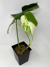 Load image into Gallery viewer, Monstera Deliciosa Albo Variegated H