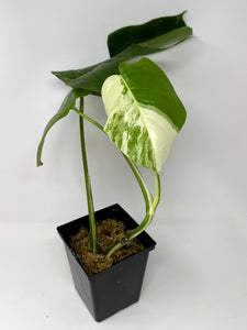 Monstera Deliciosa Albo Variegated H