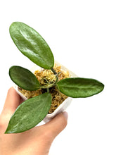 Load image into Gallery viewer, Hoya Silver Lady