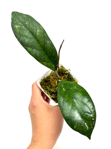 Hoya Blessing