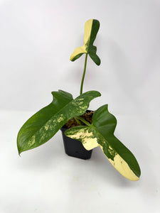 Philodendron Bipennifolium Violin Variegated
