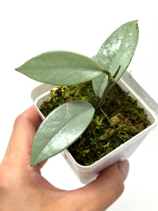 Hoya Wilbur Graves Silver D