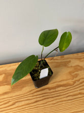 Load image into Gallery viewer, 2. Hoya Vitteliniodes
