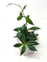 Load image into Gallery viewer, Hoya Bakoensis