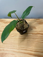 Load image into Gallery viewer, 219. Philodendron Mayoi