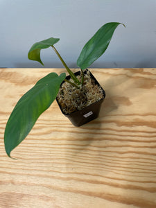 219. Philodendron Mayoi