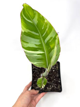 Load image into Gallery viewer, Musa Ae Ae Variegated Banana Tree (Ships within Canada only)