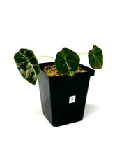 Load image into Gallery viewer, Alocasia Black Velvet Variegated E