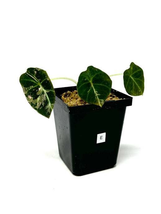 Alocasia Black Velvet Variegated E