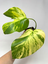 Load image into Gallery viewer, Monstera Deliciosa Aurea Variegated A