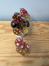 Load image into Gallery viewer, 170. Begonia Tiger Kitten