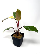 Load image into Gallery viewer, Philodendron Strawberry Shake