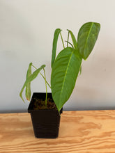 Load image into Gallery viewer, 260. Philodendron Sharoniae