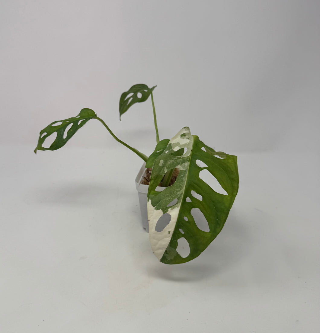 Monstera Adansonii Variegated D