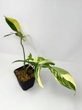 Load image into Gallery viewer, Philodendron Florida Beauty D
