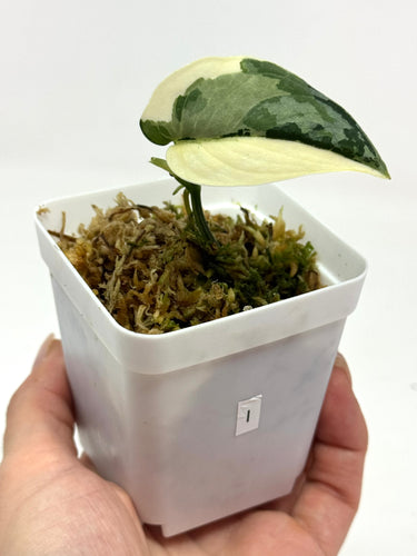 Scindapsus Mayari Variegated I