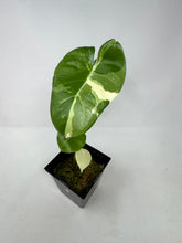 Load image into Gallery viewer, Alocasia Maccrorhiza Variegated D