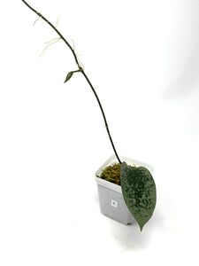 Hoya Glabra Silver E