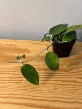 Load image into Gallery viewer, 149. Hoya Pottsii