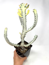 Load image into Gallery viewer, Euphorbia Lactea ‘White Ghost’ (large size) (Ships within Canada only)