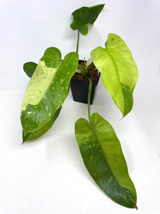 Philodendron Jose Buono (Large)