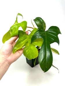 Philodendron Florida Beauty K