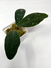 Load image into Gallery viewer, Hoya Rintzii (Borneo)