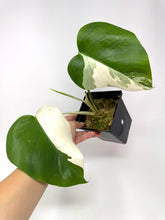 Load image into Gallery viewer, Monstera Deliciosa Albo Variegated E