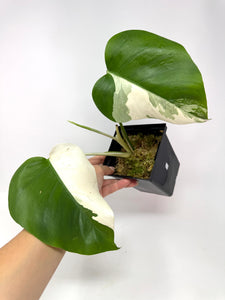 Monstera Deliciosa Albo Variegated E