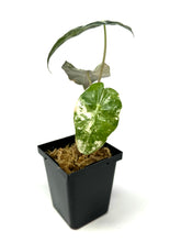 Load image into Gallery viewer, Alocasia Amazonica Variegated C