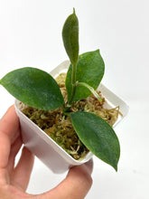 Load image into Gallery viewer, Hoya Magnifica