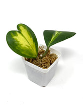 Load image into Gallery viewer, Hoya Kerrii Inner Variegated Splash