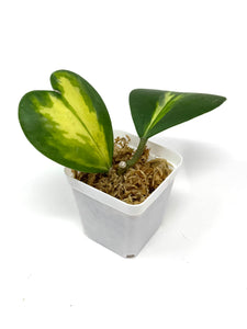 Hoya Kerrii Inner Variegated Splash