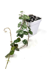 Load image into Gallery viewer, Hoya Curtisii