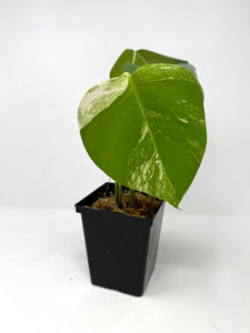 Monstera Deliciosa Albo Variegated M