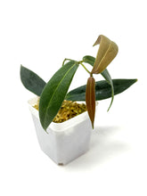 Load image into Gallery viewer, Hoya Brassii