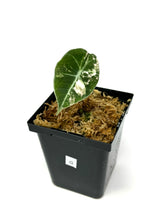 Load image into Gallery viewer, Alocasia Black Velvet Variegated G