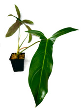 Load image into Gallery viewer, Philodendron Mexicanum