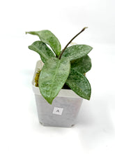 Load image into Gallery viewer, Hoya Carnosa Grey Ghost A