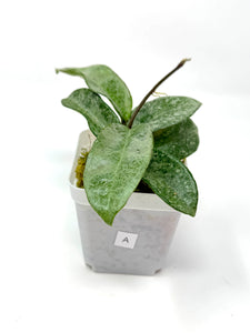 Hoya Carnosa Grey Ghost A