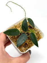 Load image into Gallery viewer, Hoya Thomsonii Splash