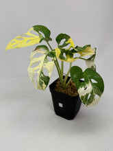 Load image into Gallery viewer, Monstera Adansonii Variegated C