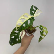 Load image into Gallery viewer, Monstera Adansonii Variegated G