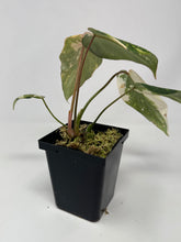 Load image into Gallery viewer, Philodendron Gloriosum Variegated A