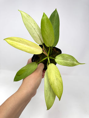 Philodendron Whipple Way C