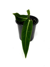 Load image into Gallery viewer, Anthurium Warocqueanum